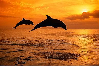 高能游戏节：搞怪肉鸽游戏《黄老饼游梦惊奇》预告